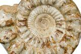 Huge Jurassic Ammonite (Kranosphinctes?) Fossil - Madagascar #175802-3